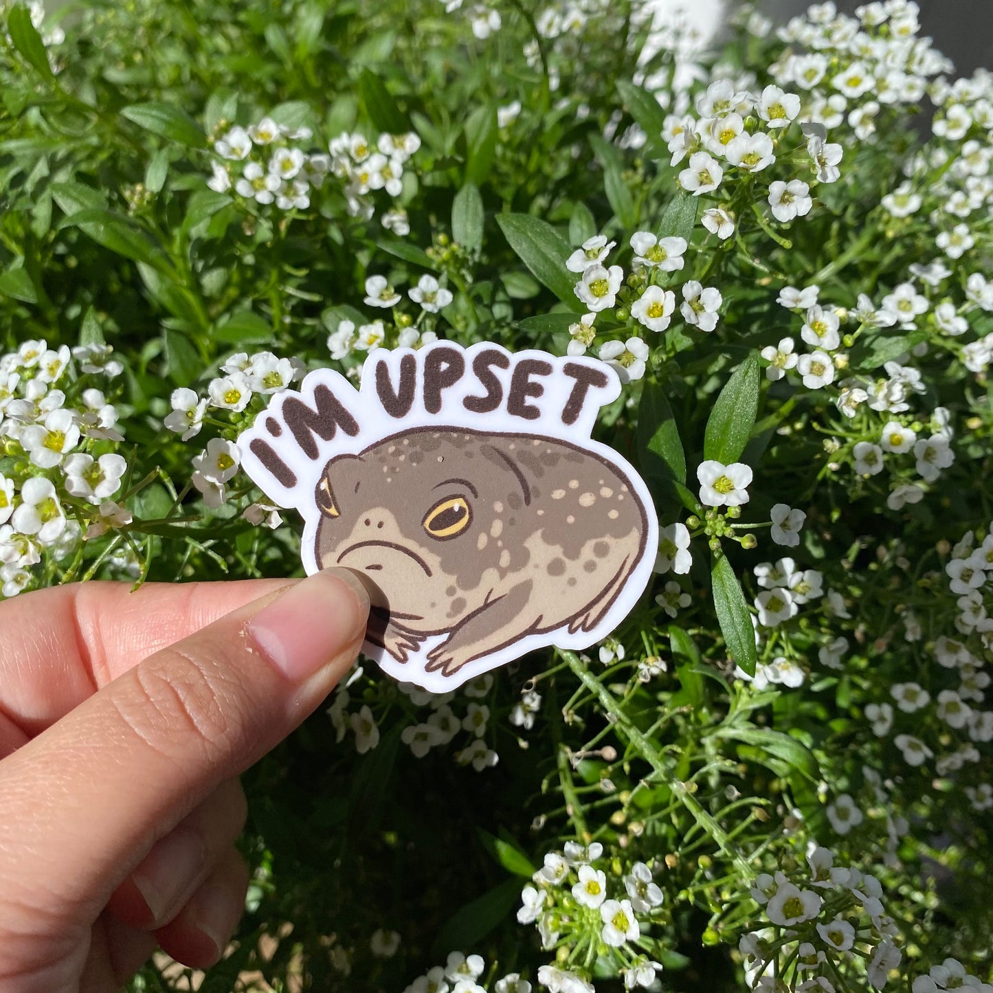 Frog I'm Upset | Funny Sticker | Froggy Sticker | Gifts under 10 | Water Resistant Sticker Decal | Water Bottle | Laptop | Joke