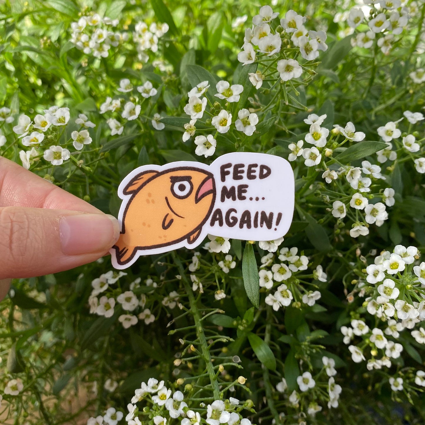 Feed Me Again Sticker | Funny Sticker | Gifts under 10 | Water Resistant Sticker | Water Bottle | Joke | Laptop | Fish Pet Meme | Fish Face