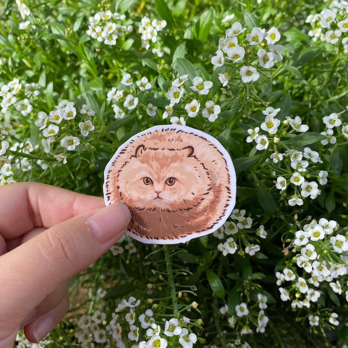 Hover Cat Meme | Funny Cute Sticker | Cat Kitten Decal | Water Bottle | Laptop Sticker | Gifts Under 5 | For Him | For Her | Water Resistant